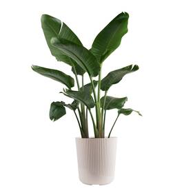 L-wbp-p-ttw-01-am Costa Farms White Bird Of Paradise Live Plant In Decorative Pot Large Indoor Houseplant