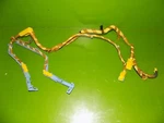 94-95 Integra Oem Wire Wiring Harness 77961-ST7-A803. Fixed Price $10.00.